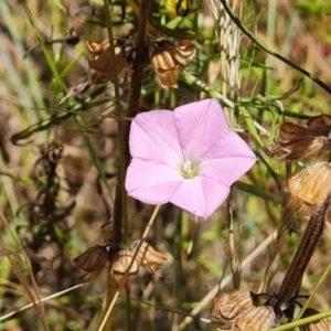 Convolvulus angustissimus subsp. angustissimus at Jerrabomberra, ACT - 3 Jan 2023