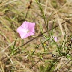 Convolvulus angustissimus subsp. angustissimus at Jerrabomberra, ACT - 3 Jan 2023 11:59 AM