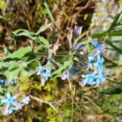 Oxypetalum coeruleum (Tweedia or Southern Star) at Isaacs Ridge and Nearby - 2 Jan 2023 by Mike