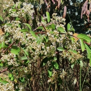 Cotoneaster glaucophyllus at Jerrabomberra, ACT - 3 Jan 2023 10:23 AM