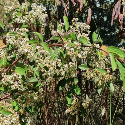 Cotoneaster glaucophyllus (Cotoneaster) at Isaacs Ridge and Nearby - 2 Jan 2023 by Mike