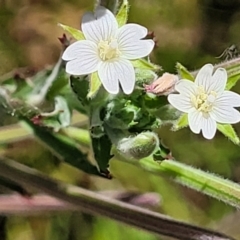 Epilobium hirtigerum (Hairy Willowherb) at Gundaroo, NSW - 3 Jan 2023 by trevorpreston