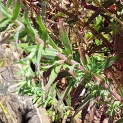 Epilobium hirtigerum at Gundaroo, NSW - 3 Jan 2023 11:41 AM