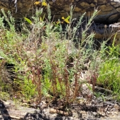 Epilobium hirtigerum at Gundaroo, NSW - 3 Jan 2023 11:41 AM