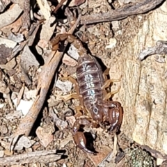 Urodacus manicatus (Black Rock Scorpion) at Gundaroo, NSW - 3 Jan 2023 by trevorpreston