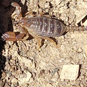 Urodacus manicatus at Gundaroo, NSW - 3 Jan 2023 11:33 AM