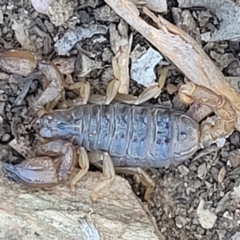 Urodacus manicatus at Gundaroo, NSW - 3 Jan 2023