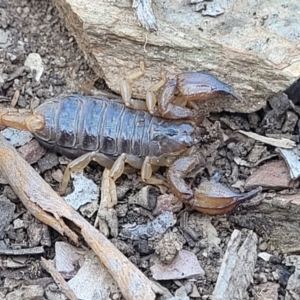 Urodacus manicatus at Gundaroo, NSW - 3 Jan 2023