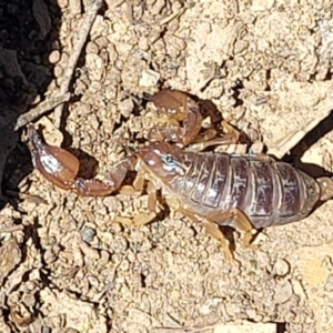 Urodacus manicatus at Gundaroo, NSW - 3 Jan 2023