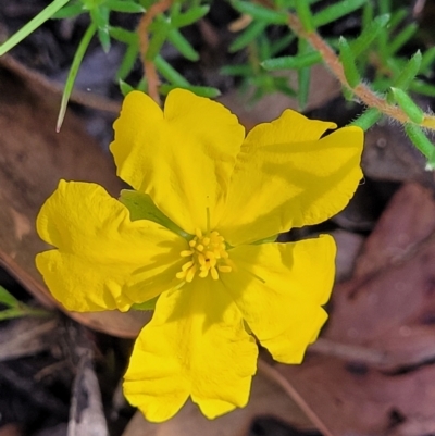 Hibbertia calycina (Lesser Guinea-flower) at Mcleods Creek Res (Gundaroo) - 3 Jan 2023 by trevorpreston