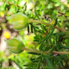Hibbertia calycina at Gundaroo, NSW - 3 Jan 2023