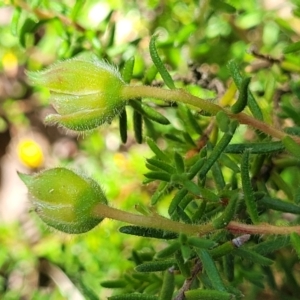 Hibbertia calycina at Gundaroo, NSW - 3 Jan 2023