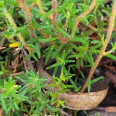Hibbertia calycina at Gundaroo, NSW - 3 Jan 2023