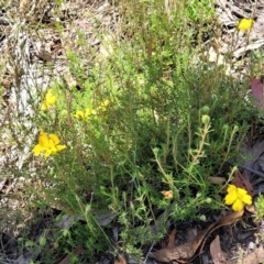 Hibbertia calycina at Gundaroo, NSW - 3 Jan 2023