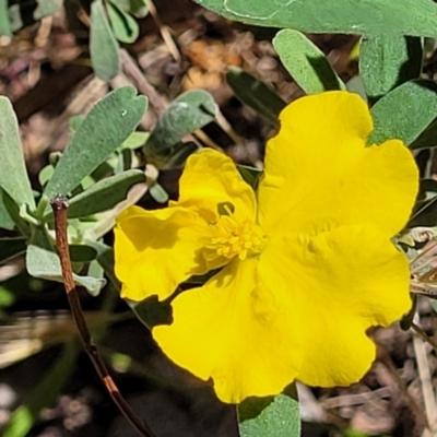 Hibbertia obtusifolia (Grey Guinea-flower) at Mcleods Creek Res (Gundaroo) - 3 Jan 2023 by trevorpreston