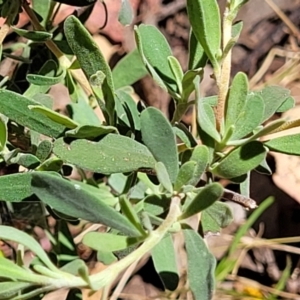 Hibbertia obtusifolia at Gundaroo, NSW - 3 Jan 2023