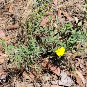 Hibbertia obtusifolia at Gundaroo, NSW - 3 Jan 2023 11:27 AM