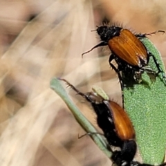 Phyllotocus rufipennis (Nectar scarab) at Mcleods Creek Res (Gundaroo) - 3 Jan 2023 by trevorpreston