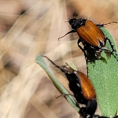 Phyllotocus rufipennis (Nectar scarab) at Mcleods Creek Res (Gundaroo) - 3 Jan 2023 by trevorpreston