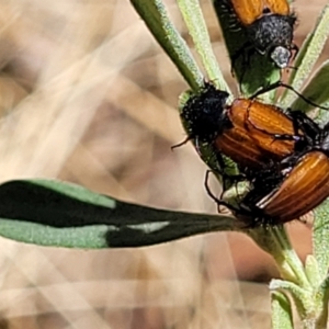 Phyllotocus rufipennis at Gundaroo, NSW - 3 Jan 2023 11:27 AM