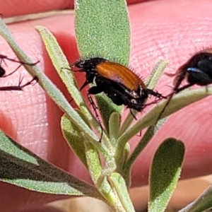 Phyllotocus rufipennis at Gundaroo, NSW - 3 Jan 2023 11:27 AM