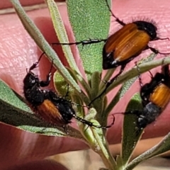 Phyllotocus rufipennis at Gundaroo, NSW - 3 Jan 2023