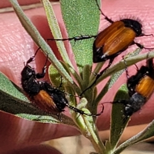 Phyllotocus rufipennis at Gundaroo, NSW - 3 Jan 2023 11:27 AM