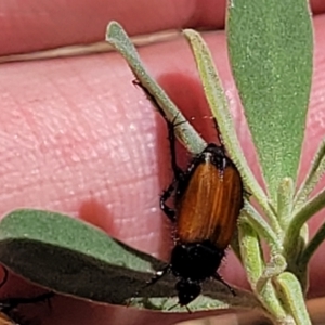 Phyllotocus rufipennis at Gundaroo, NSW - 3 Jan 2023 11:27 AM