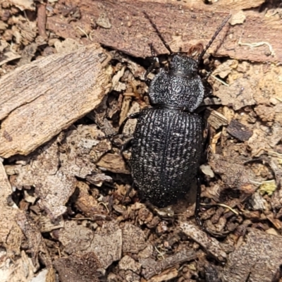 Adelium porcatum (Darkling Beetle) at Mcleods Creek Res (Gundaroo) - 3 Jan 2023 by trevorpreston