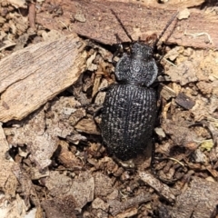 Adelium porcatum (Darkling Beetle) at Gundaroo, NSW - 3 Jan 2023 by trevorpreston