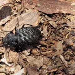 Adelium porcatum at Gundaroo, NSW - 3 Jan 2023