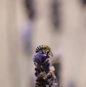 Amegilla sp. (genus) at Holt, ACT - 3 Jan 2023