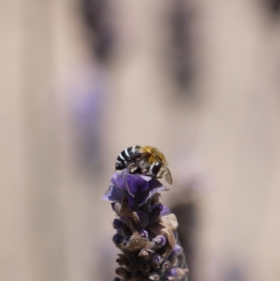 Amegilla sp. (genus) (Blue Banded Bee) at Holt, ACT - 3 Jan 2023 by darrenw