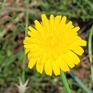 Hypochaeris radicata at Gundaroo, NSW - 3 Jan 2023