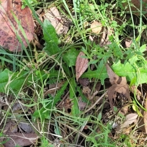 Hypochaeris radicata at Gundaroo, NSW - 3 Jan 2023