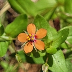 Lysimachia arvensis (Scarlet Pimpernel) at Mcleods Creek Res (Gundaroo) - 3 Jan 2023 by trevorpreston