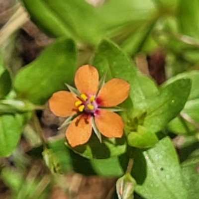 Lysimachia arvensis (Scarlet Pimpernel) at Mcleods Creek Res (Gundaroo) - 3 Jan 2023 by trevorpreston