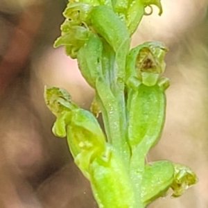 Microtis parviflora at Gundaroo, NSW - suppressed