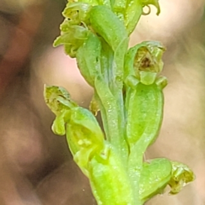 Microtis parviflora (Slender Onion Orchid) at Gundaroo, NSW - 3 Jan 2023 by trevorpreston