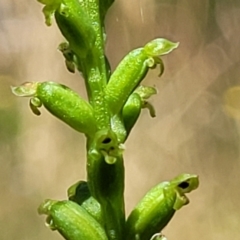 Microtis parviflora at Gundaroo, NSW - 3 Jan 2023