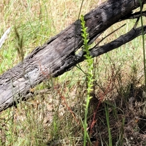 Microtis parviflora at Gundaroo, NSW - suppressed