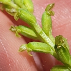 Microtis parviflora at Gundaroo, NSW - 3 Jan 2023