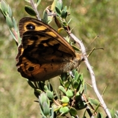 Heteronympha merope (Common Brown Butterfly) at Gundaroo, NSW - 3 Jan 2023 by trevorpreston