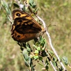 Heteronympha merope at Gundaroo, NSW - 3 Jan 2023