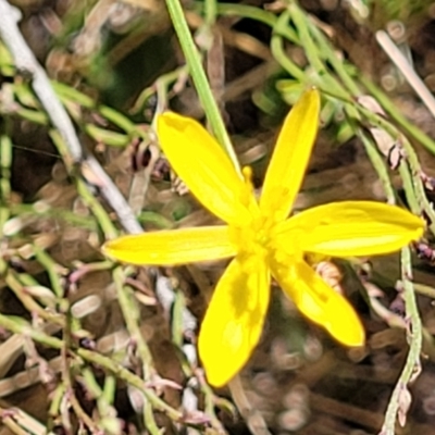 Tricoryne elatior (Yellow Rush Lily) at Gundaroo, NSW - 3 Jan 2023 by trevorpreston