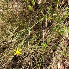 Tricoryne elatior at Gundaroo, NSW - 3 Jan 2023 11:16 AM