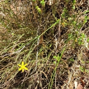 Tricoryne elatior at Gundaroo, NSW - 3 Jan 2023 11:16 AM