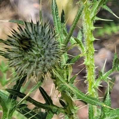 Cirsium vulgare (Spear Thistle) at Mcleods Creek Res (Gundaroo) - 3 Jan 2023 by trevorpreston