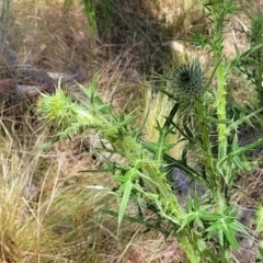 Cirsium vulgare at Gundaroo, NSW - 3 Jan 2023