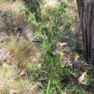 Cirsium vulgare at Gundaroo, NSW - 3 Jan 2023